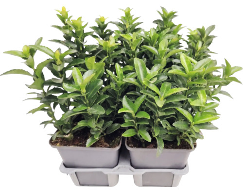 Japanischer Spindelstrauch Euonymus japonicus im Anzuchttopf, immergrüne Heckenpflanze für den Garten.