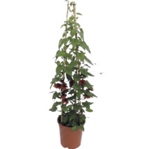Schwarzäugige Susanne (Thunbergia alata) mit orangebraunen Blüten in einem Topf mit Bambusspalier.