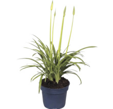 Pflanze mit langen, schmalen Blättern und hohen Blütenstielen mit Knospen in einem Pflanztopf.