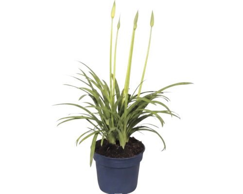 Pflanze mit langen, schmalen Blättern und hohen Blütenstielen mit Knospen in einem Pflanztopf.