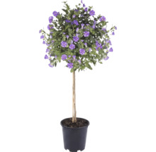 Enzianstrauch Solanum rantonnetii als Stämmchen mit lila Blüten in einem schwarzen Pflanztopf.
