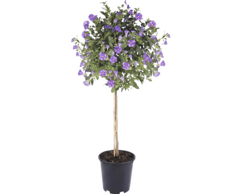 Enzianstrauch Solanum rantonnetii als Stämmchen mit lila Blüten in einem schwarzen Pflanztopf.