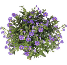 Enzianstrauch Solanum rantonnetii als Hochstamm mit zahlreichen violetten Blüten und grünen Blättern.