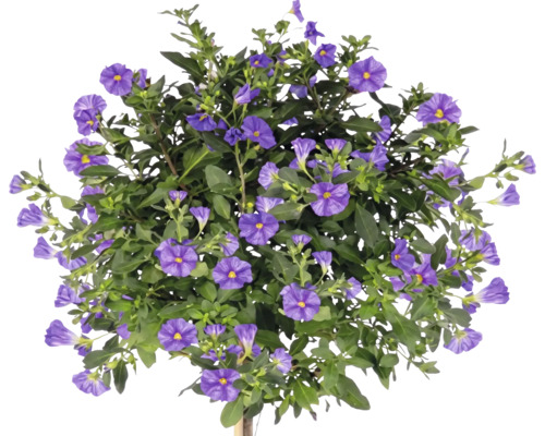 Enzianstrauch Solanum rantonnetii als Hochstamm mit zahlreichen violetten Blüten und grünen Blättern.