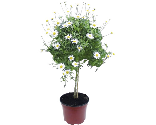 Strauchmargerite als Stämmchen im Kulturtopf mit weißen Blüten.
