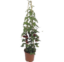 Schwarzäugige Susanne (Thunbergia alata) mit orangefarbenen Blüten am Bambus-Rankgitter im Pflanztopf.