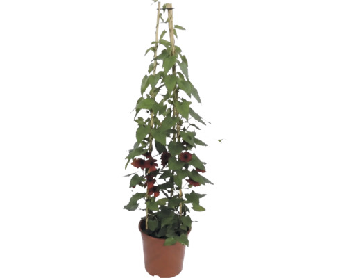 Schwarzäugige Susanne (Thunbergia alata) mit orangefarbenen Blüten am Bambus-Rankgitter im Pflanztopf.