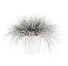 Ziergras Blauschwingel Festuca glauca in weißem Pflanztopf.