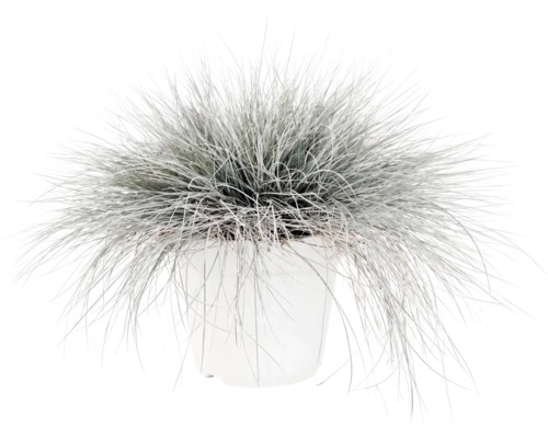Ziergras Blauschwingel Festuca glauca in weißem Pflanztopf.