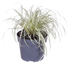 Ziergras Segge Carex im Kunststofftopf mit gestreiften Blättern.