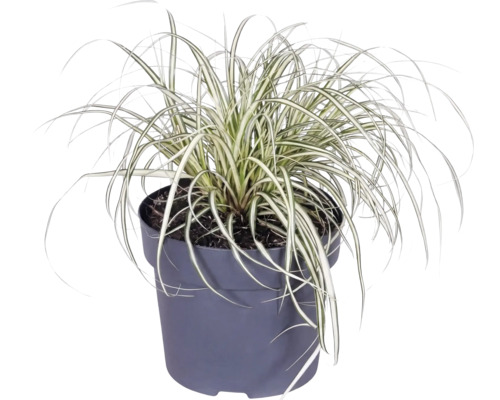 Ziergras Segge Carex im Kunststofftopf mit gestreiften Blättern.