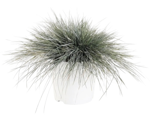 Blauschwingel Festuca glauca im weißen Übertopf