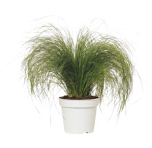 Ziergras Stipa tenuissima Pony Tails in einem weißen Kunststofftopf.