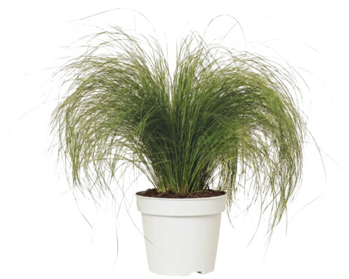 Ziergras Stipa tenuissima Pony Tails in einem weißen Kunststofftopf.