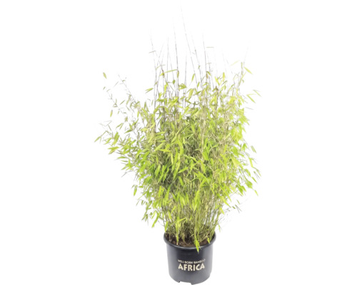 Dicht gewachsene Bambuspflanze Well-Born Bamboo Africa in einem schwarzen Pflanztopf.