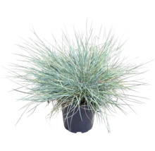 Blauschwingel Festuca glauca Ziergras im schwarzen Kunststofftopf mit feinen, blaugrünen Halmen.