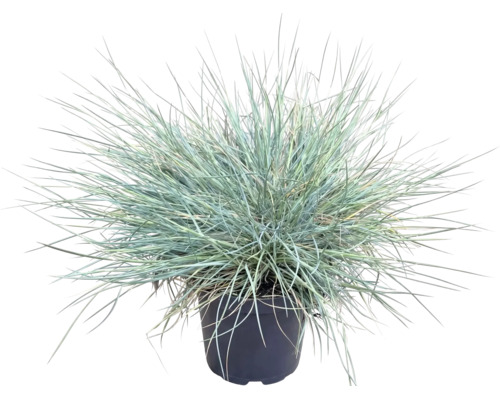 Blauschwingel Festuca glauca Ziergras im schwarzen Kunststofftopf mit feinen, blaugrünen Halmen.