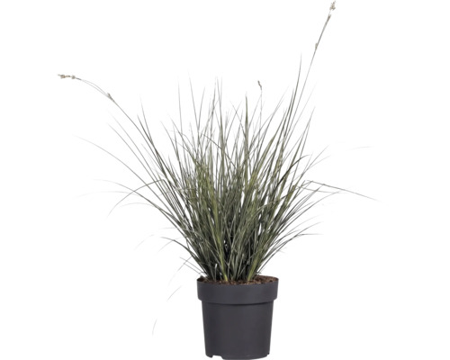 Ziergras mit gestreiften Blättern im schwarzen Kunststofftopf für den Garten und Balkon.