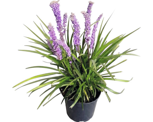 Lilientraube Liriope muscari mit violetten Blütenständen und grünen Blättern in einem schwarzen Kunststofftopf.