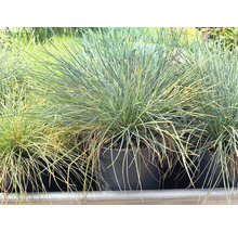 Blau-Schwingel Festuca glauca im schwarzen Kunststofftopf, Ziergras mit feinen, blaugrünen Halmen.