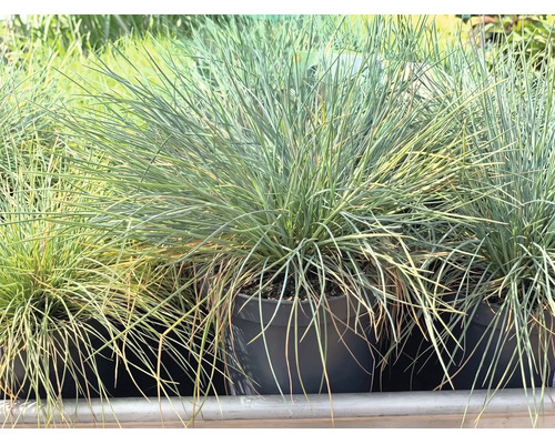 Blau-Schwingel Festuca glauca im schwarzen Kunststofftopf, Ziergras mit feinen, blaugrünen Halmen.