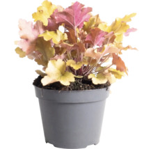 Purpurglöckchen (Heuchera) mit mehrfarbigen Blättern in einem grauen Kunststofftopf.