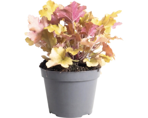 Purpurglöckchen (Heuchera) mit mehrfarbigen Blättern in einem grauen Kunststofftopf.