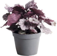 Purpurglöckchen Heuchera mit dunkelvioletten und silbrigen Blättern in einem grauen Kunststofftopf.