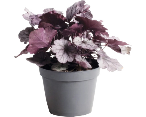 Purpurglöckchen Heuchera mit dunkelvioletten und silbrigen Blättern in einem grauen Kunststofftopf.