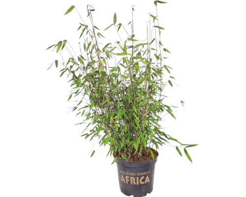 Gartenbambus Fargesia murielae Africa im Pflanztopf.