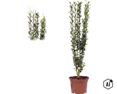Ilex crenata Fastigiata, Japanische Hülse, aufrecht wachsender Strauch im Topf mit kleinen grünen Blättern. (Image AI modified or generated)