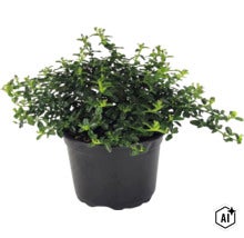 Kriechspindel Euonymus fortunei, immergrüne Bodendecker-Pflanze mit grünen Blättern im schwarzen Kunststofftopf. (Image AI modified or generated)