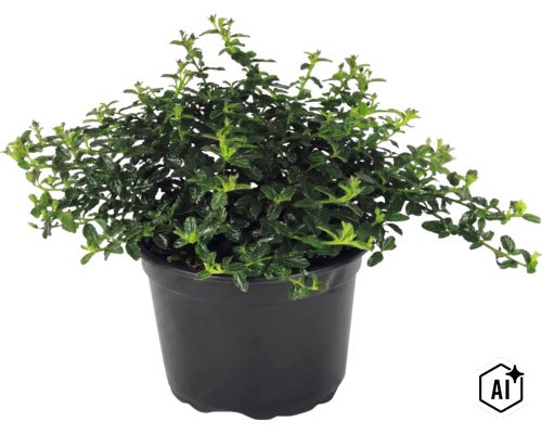 Kriechspindel Euonymus fortunei, immergrüne Bodendecker-Pflanze mit grünen Blättern im schwarzen Kunststofftopf. (Image AI modified or generated)