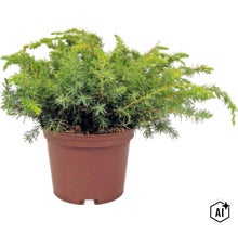 Kriechwacholder in einem braunen Kunststoff-Pflanztopf, winterharte Gartenpflanze. (Image AI modified or generated)