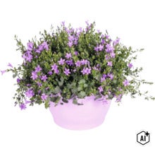 Blühende Glockenblume Campanula in einem runden Übertopf. (Image AI modified or generated)