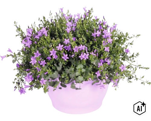 Blühende Glockenblume Campanula in einem runden Übertopf. (Image AI modified or generated)
