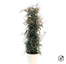Zimmerjasmin Jasminum polyanthum im weißen Topf mit vielen Blütenknospen (Image AI modified or generated)