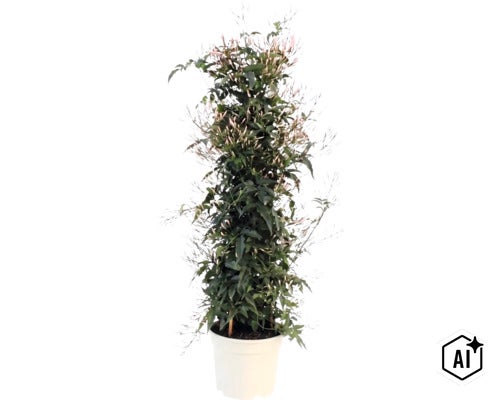 Zimmerjasmin Jasminum polyanthum im weißen Topf mit vielen Blütenknospen (Image AI modified or generated)