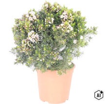 Wachsblume (Chamelaucium uncinatum) im Topf, mit feinen nadelartigen Blättern und kleinen weißen Blüten. (Image AI modified or generated)