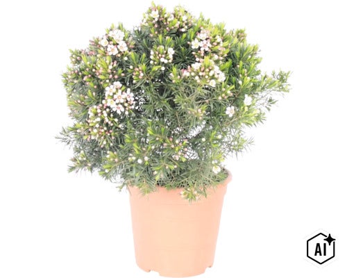 Wachsblume (Chamelaucium uncinatum) im Topf, mit feinen nadelartigen Blättern und kleinen weißen Blüten. (Image AI modified or generated)