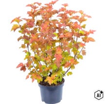 Fasanenspiere Amber Jubilee im schwarzen Pflanztopf, Pflanze mit orangefarbenem und gelbgrünem Laub. (Image AI modified or generated)