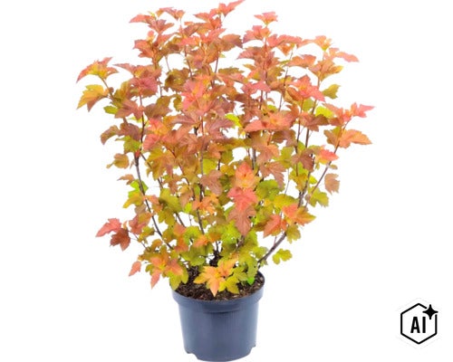 Fasanenspiere Amber Jubilee im schwarzen Pflanztopf, Pflanze mit orangefarbenem und gelbgrünem Laub. (Image AI modified or generated)