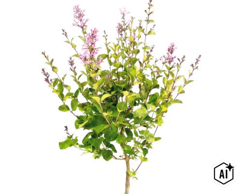 Zwergflieder Syringa meyeri Palibin mit grünen Blättern und lila Blütenständen. (Image AI modified or generated)