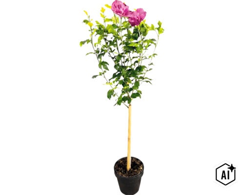 Hibiskus als Hochstamm mit pinkfarbenen gefüllten Blüten im schwarzen Pflanztopf mit Bambusstab. (Image AI modified or generated)