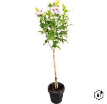 Garten-Eibisch Hibiscus syriacus Hochstamm mit hellrosa Blüten im schwarzen Pflanztopf. (Image AI modified or generated)