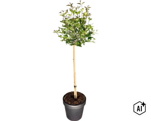 Kleiner Baum mit grünen Blättern auf einem dünnen Stamm, gestützt durch einen Bambusstab, in einem dunklen Topf. (Image AI modified or generated)