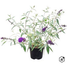 Schmetterlingsflieder Buddleja davidii mit violetten Blütenrispen in einem schwarzen Kunststofftopf. (Image AI modified or generated)