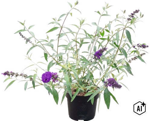 Schmetterlingsflieder Buddleja davidii mit violetten Blütenrispen in einem schwarzen Kunststofftopf. (Image AI modified or generated)