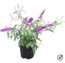 Blühender Sommerflieder (Buddleja davidii) mit lila Blütenrispen in einem schwarzen Kunststofftopf. (Image AI modified or generated)
