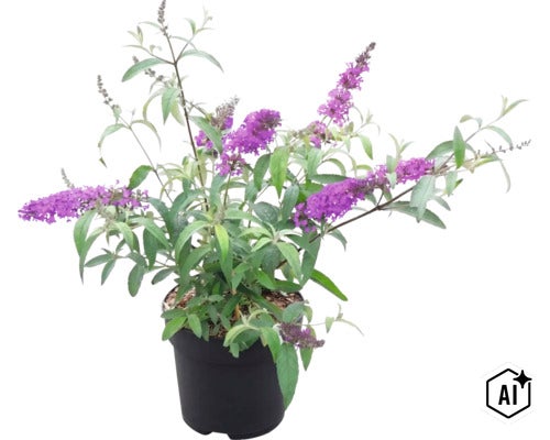 Blühender Sommerflieder (Buddleja davidii) mit lila Blütenrispen in einem schwarzen Kunststofftopf. (Image AI modified or generated)
